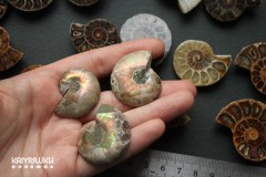 Коллекционный Аммонит №К0858 Коллекционный Аммонит №К0858