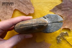Коллекционный Аммонит №К0931 Коллекционный Аммонит №К0931