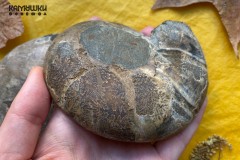 Коллекционный Аммонит №К0931 Коллекционный Аммонит №К0931