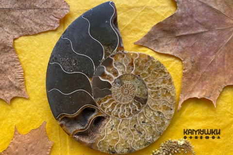 Коллекционный Аммонит №К0933