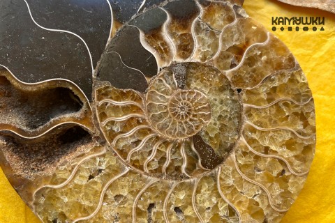 Коллекционный Аммонит №К0933