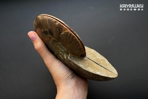 Коллекционный Аммонит №К0947