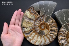 Коллекционный Аммонит №К0948 Коллекционный Аммонит №К0948