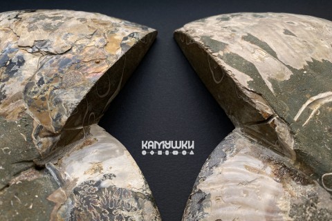 Коллекционный Аммонит №К0949