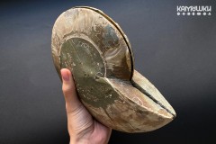 Коллекционный Аммонит №К0950 Коллекционный Аммонит №К0950