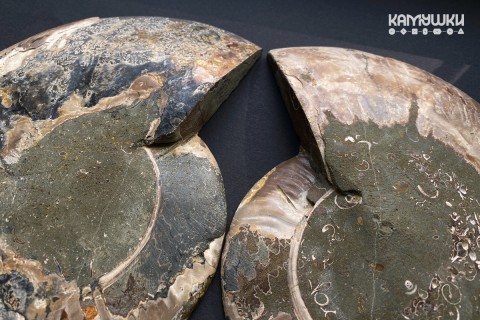 Коллекционный Аммонит №К0950