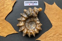 Коллекционный Аммонит №К0951