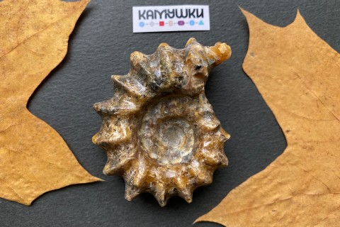Коллекционный Аммонит №К0951