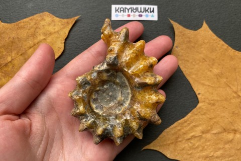 Коллекционный Аммонит №К0951