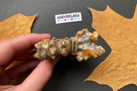 Коллекционный Аммонит №К0951
