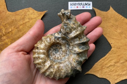 Коллекционный Аммонит №К0952