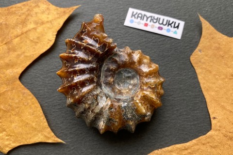 Коллекционный Аммонит №К0953