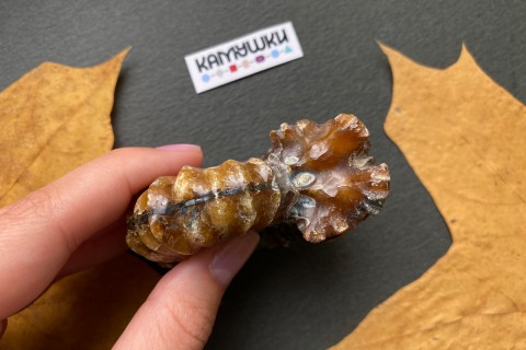 Коллекционный Аммонит №К0953