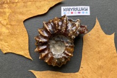 Коллекционный Аммонит №К0954