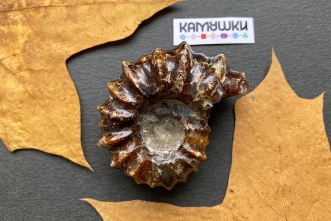 Коллекционный Аммонит №К0954
