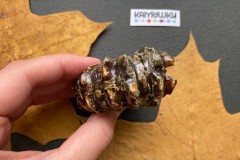 Коллекционный Аммонит №К0954
