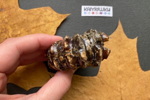 Коллекционный Аммонит №К0954