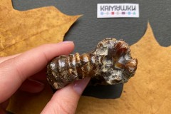 Коллекционный Аммонит №К0954