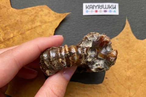 Коллекционный Аммонит №К0954