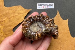 Коллекционный Аммонит №К0954