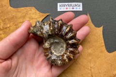 Коллекционный Аммонит №К0954