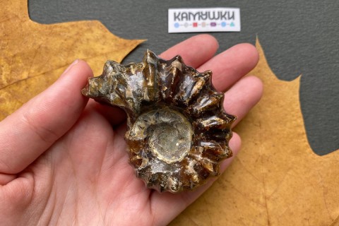 Коллекционный Аммонит №К0954