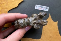 Коллекционный Аммонит №К0955