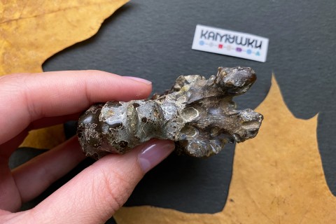 Коллекционный Аммонит №К0955