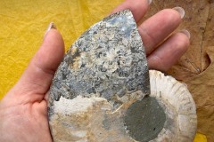 Коллекционный Аммонит №К0875 Коллекционный Аммонит №К0875