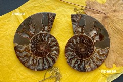 Коллекционный Аммонит №К0878 Коллекционный Аммонит №К0878