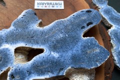 Коллекционный коралл, №К0780