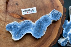 Коллекционный коралл, №К0781