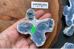 Коллекционный коралл, №К0783