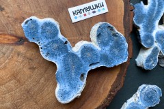 Коллекционный коралл, №К0784