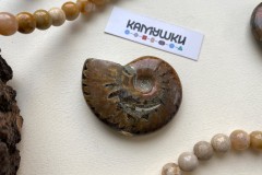Коллекционный Аммонит №К0421 Коллекционный Аммонит №К0421