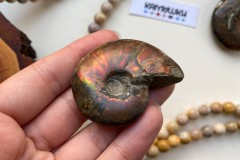  Коллекционный Аммонит №К0422