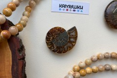 Коллекционный Аммонит №К0423