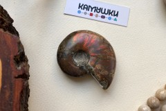  Коллекционный Аммонит №К0422