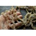Кварц золотистый рутиловый, крошка, набор 10 см.
