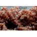Родохрозит крошка, "остренькая", набор 10 см