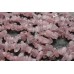 Розовый кварц, без облагораживания, крошка №4, набор 9 см