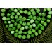 Коралл тонированный, цвет светло- зеленый, монетки, набор 10 бусин