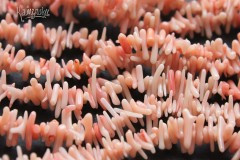 Коралл лососевый, светлый, палочки тонкие, набор 11,5 см Коралл лососевый, светлый, палочки тонкие, набор 11,5 см