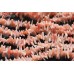 Коралл лососевый, светлый, палочки тонкие, набор 11,5 см